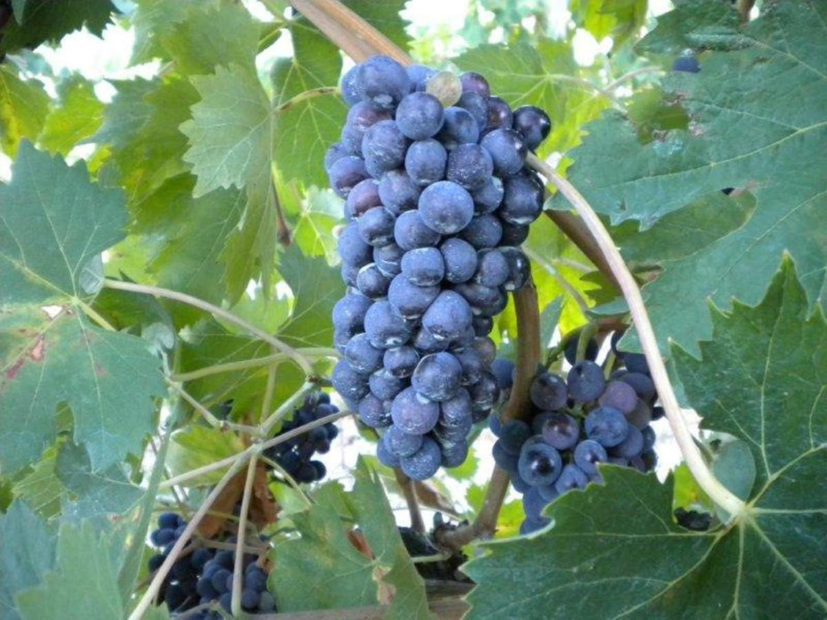 Agriturismo Il Melo Valfabbrica المظهر الخارجي الصورة