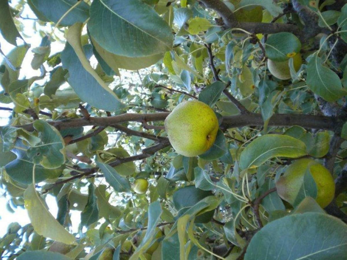 Agriturismo Il Melo Valfabbrica المظهر الخارجي الصورة